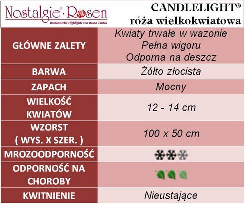 Candlelight róże wielkokwiatowe gł. zal